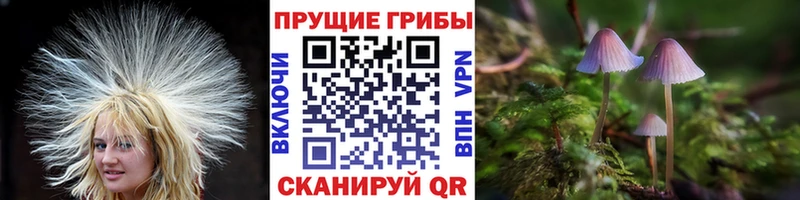 Псилоцибиновые грибы мицелий  дарнет шоп  Зеленогорск 