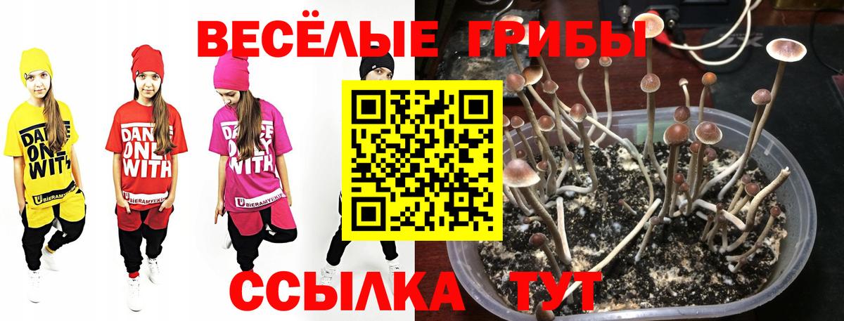 Псилоцибиновые грибы Psilocybine cubensis Зеленогорск
